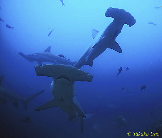 Hammerhead Shark - Shark Watching Dive, West Palm Beach, FL