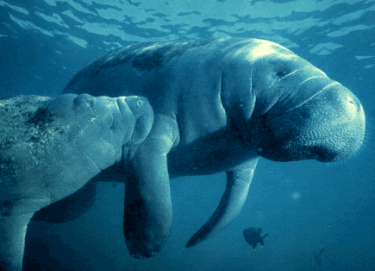 Swimming Manatees - Crystal River, FL