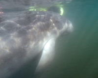 Swim with the Manatees, Snorkel and Boat Tour, Crystal River, FL