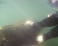 Swim with the Manatees, Snorkel and Boat Tour, Crystal River, FL