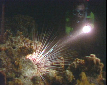 Night Dive - Diver and Sea Urchin