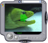 Video - Green Moray Eel