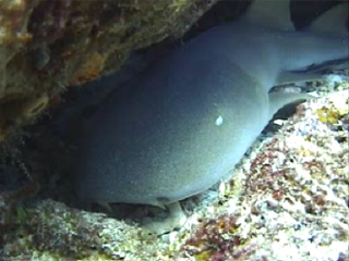 Nurse Shark - Shark Watching Dive, West Palm Beach, FL