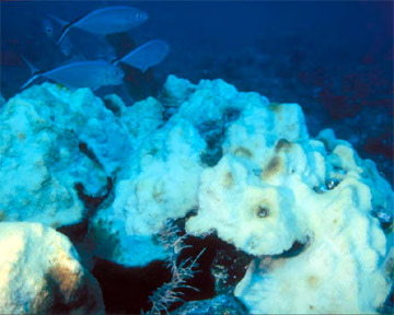 AWARE Coral Reef - Coral Bleaching