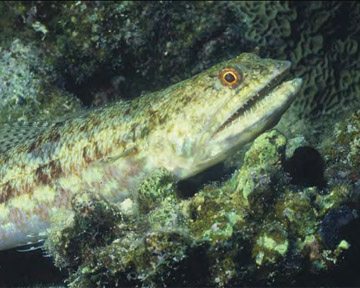 AWARE Fish ID - Lizard Fish
