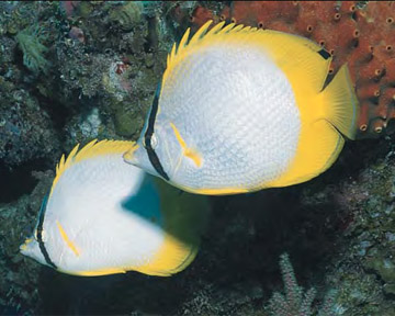 AWARE Fish ID - Butterfly Angel Fish