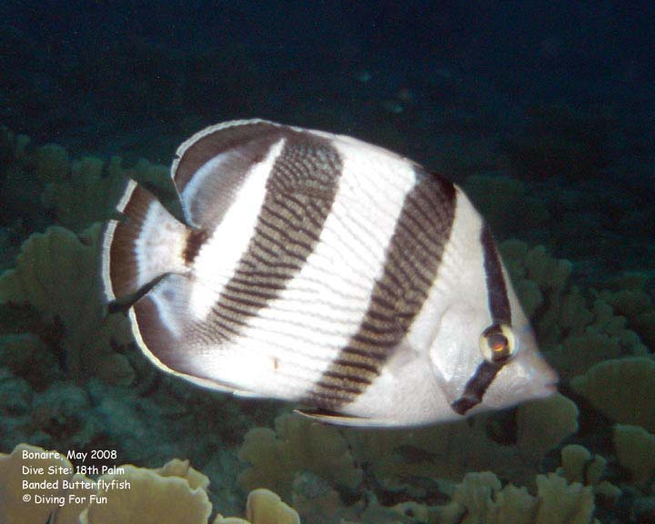 Diving For Fun - Bonaire - Saturday, May 10, 2008 - Night Shore Dive - Dive Site: 18th Palm - Banded Butterflyfish