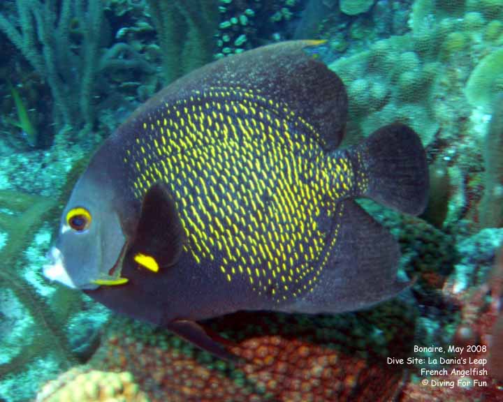 Diving For Fun - Bonaire - Monday, May 12, 2008 - Morning Boat Dive - Dive Site: La Dania's Leap - French Angelfish
