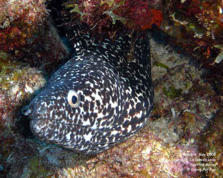 Diving For Fun - Bonaire - Monday, May 12, 2008 - Morning Boat Dive - Dive Site: La Dania's Leap - Spotted Moray