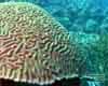 Bonaire - Sunday, May 11, 2008 - Morning Boat Dive - Dive Site: Toris Reef - Boulder Braincoral