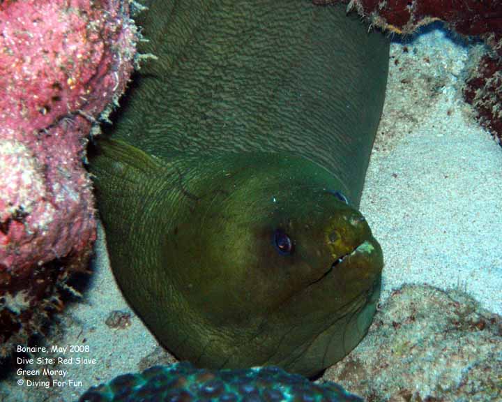 Diving For Fun - Bonaire - Wednesday, May 14, 2008 - Morning Boat Dive - Dive Site: Red Slave - Green Moray