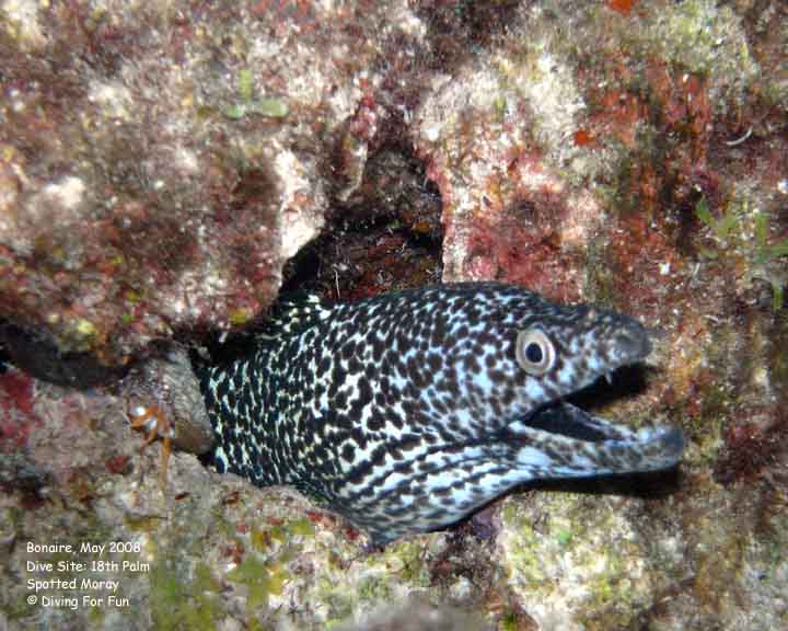 Diving For Fun - Bonaire - Wednesday, May 14, 2008 - Night Shore Dive - Dive Site: 18th Palms - Spotted Moray