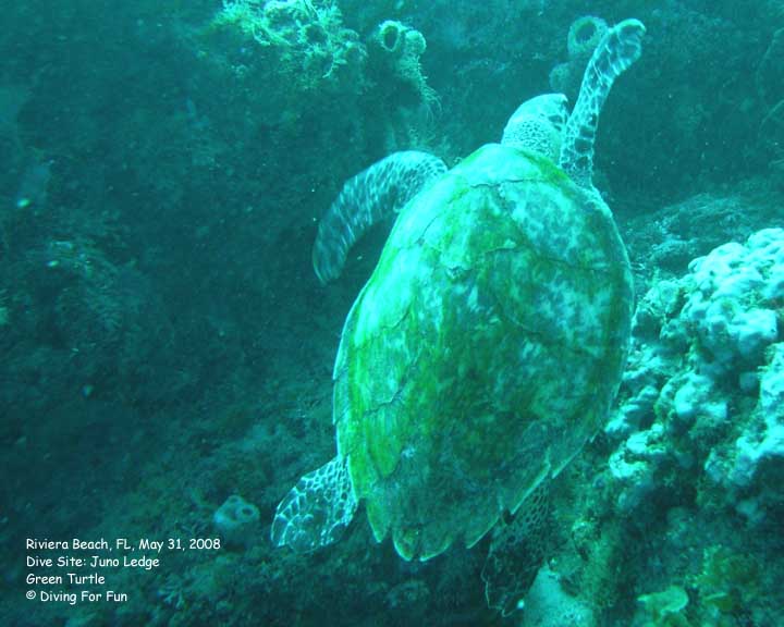 Diving For Fun - Riviera Beach, FL - Saturday, May 31, 2008 - Boat Dive - Dive Site: Juno Ledge - Green Turtle
