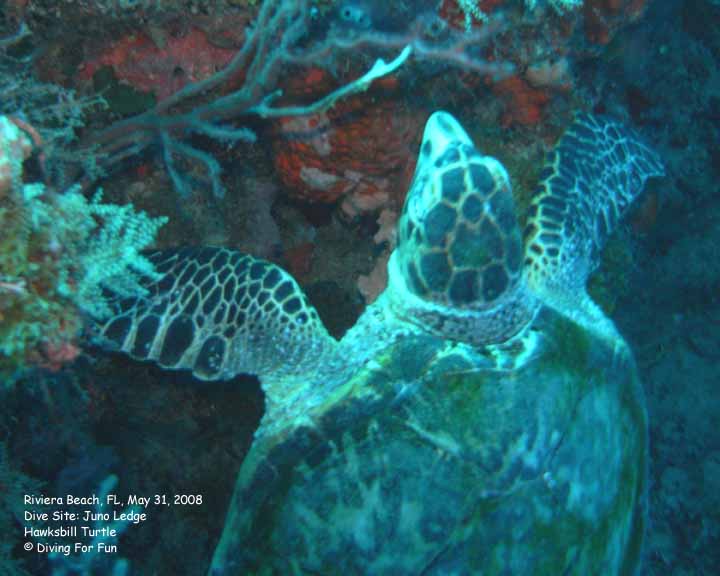 Diving For Fun - Riviera Beach, FL - Saturday, May 31, 2008 - Boat Dive - Dive Site: Juno Ledge - Hawksbill Turtle