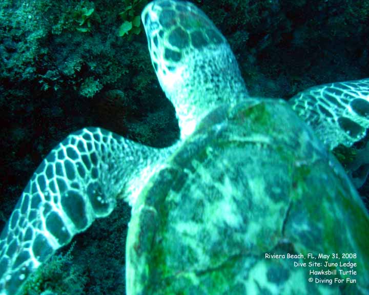 Diving For Fun - Riviera Beach, FL - Saturday, May 31, 2008 - Boat Dive - Dive Site: Juno Ledge - Hawksbill Turtle