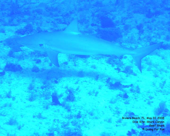 Diving For Fun - Riviera Beach, FL - Saturday, May 31, 2008 - Boat Dive - Dive Site: Shark Canyon - Reef Shark