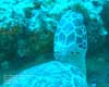 Riviera Beach, FL - Saturday, May 31, 2008 - Morning Boat Dive - Dive Site: Shark Canyon - Hawksbill Turtle