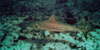 Riviera Beach, FL - Saturday, May 31, 2008 - Morning Boat Dive - Dive Site: Shark Canyon - Reef Shark