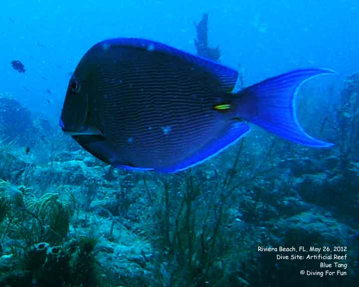 Diving For Fun - Riviera Beach, FL - May 24-25, 2012 - Spear Fishing Dive - Blue Tang