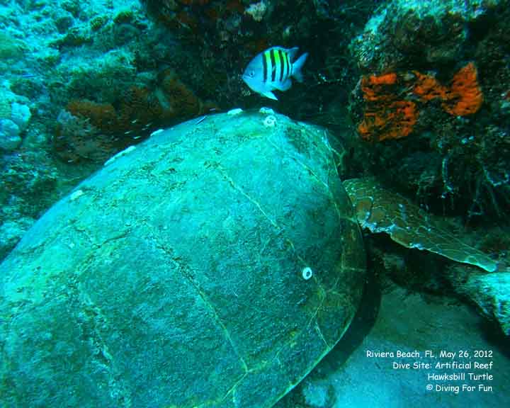 Diving For Fun - Riviera Beach, FL - May 24-25, 2012 - Spear Fishing Dive - Hawksbill Turtle