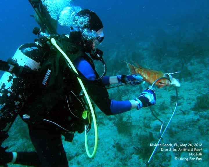 Diving For Fun - Riviera Beach, FL - May 24-25, 2012 - Spear Fishing Dive - Hogfish