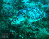 Riviera Beach, FL - May 24-25, 2012 - Hawksbill Turtle