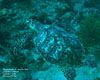 Riviera Beach, FL - May 24-25, 2012 - Hawksbill Turtle