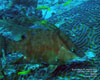 Riviera Beach, FL - May 24-25, 2012 - Hogfish