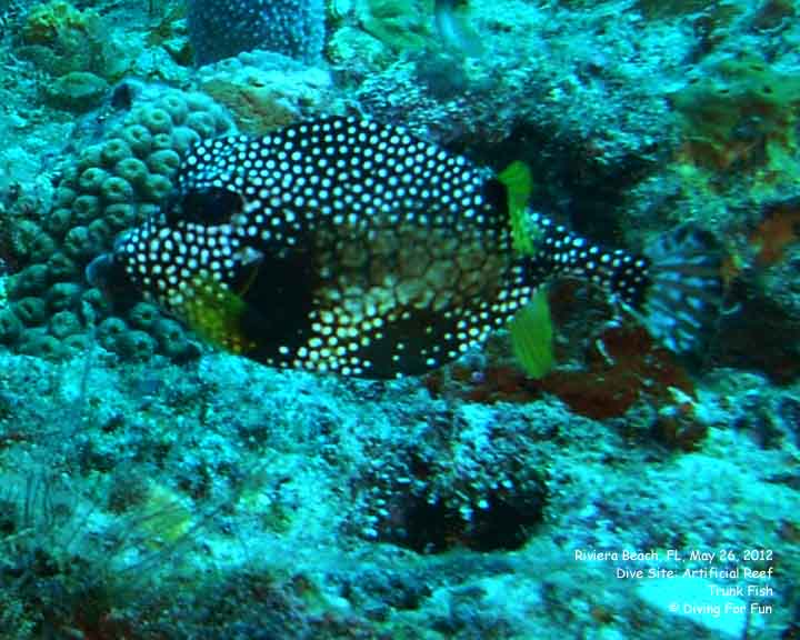 Diving For Fun - Riviera Beach, FL - May 24-25, 2012 - Spear Fishing Dive - Trunk Fish