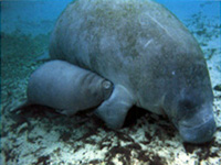 Manatee Cow and Calf - Crystal River, FL