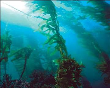 Underwater Naturalist - Sea Weed