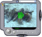 Video - Hermit Crab