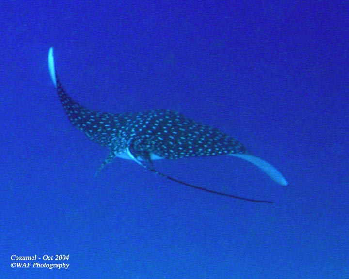 Deep Dive - Spotted Eagleray