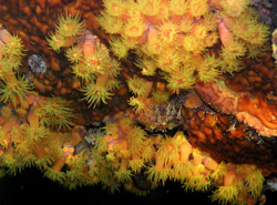 Photoshop Elements I - Blooming Soft Coral