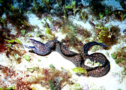 Photoshop Elements I - Spotted Moray Eel